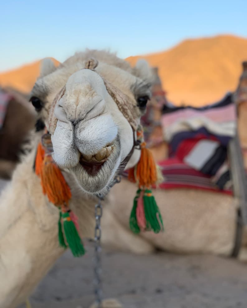 Pre-Wedding Photoshoot Desert Safari Packages in Hurghada