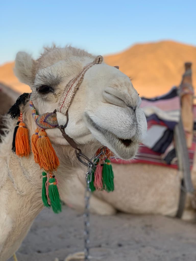 Desert Stargazing, Camel Ride and Dinner 1