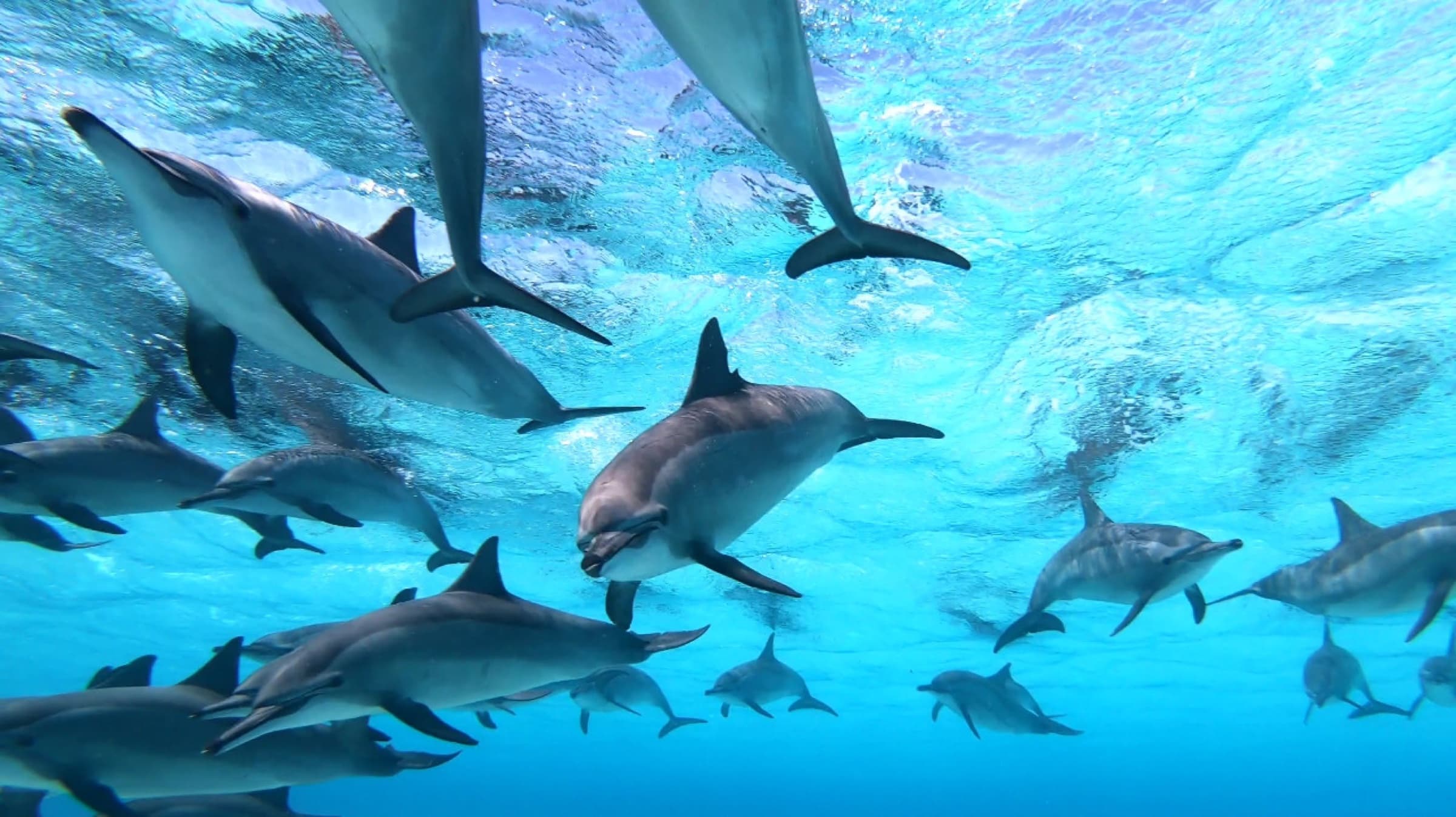 A pod of dolphins swimming near the surface