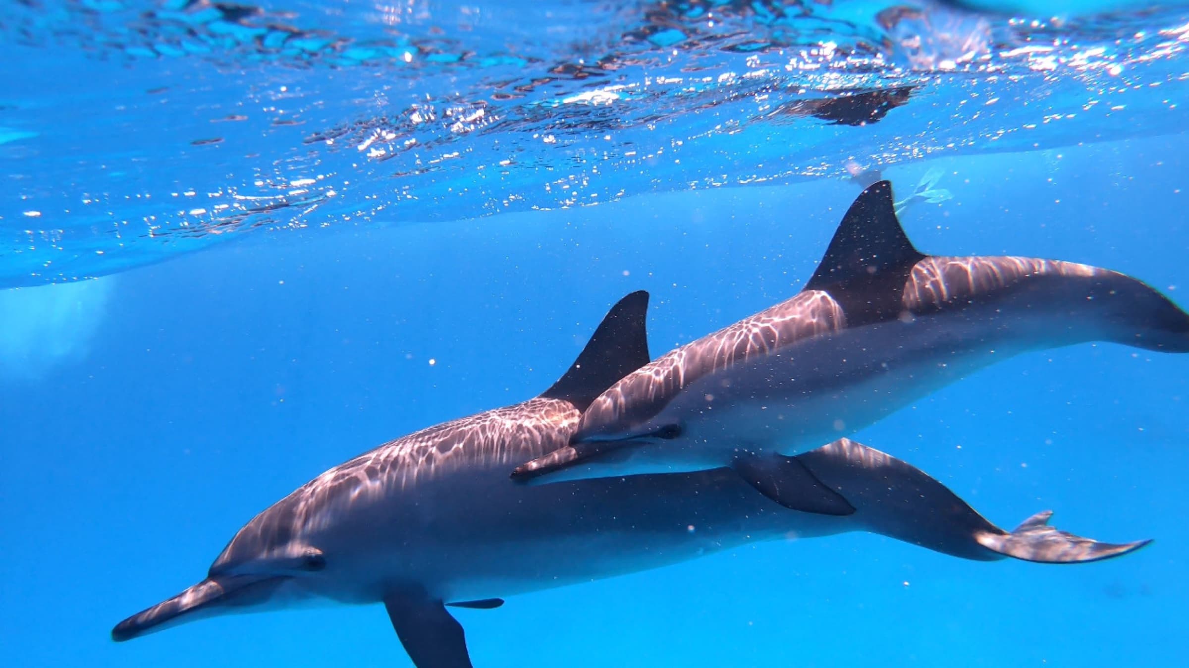 Two dolphins swimming together in clear water