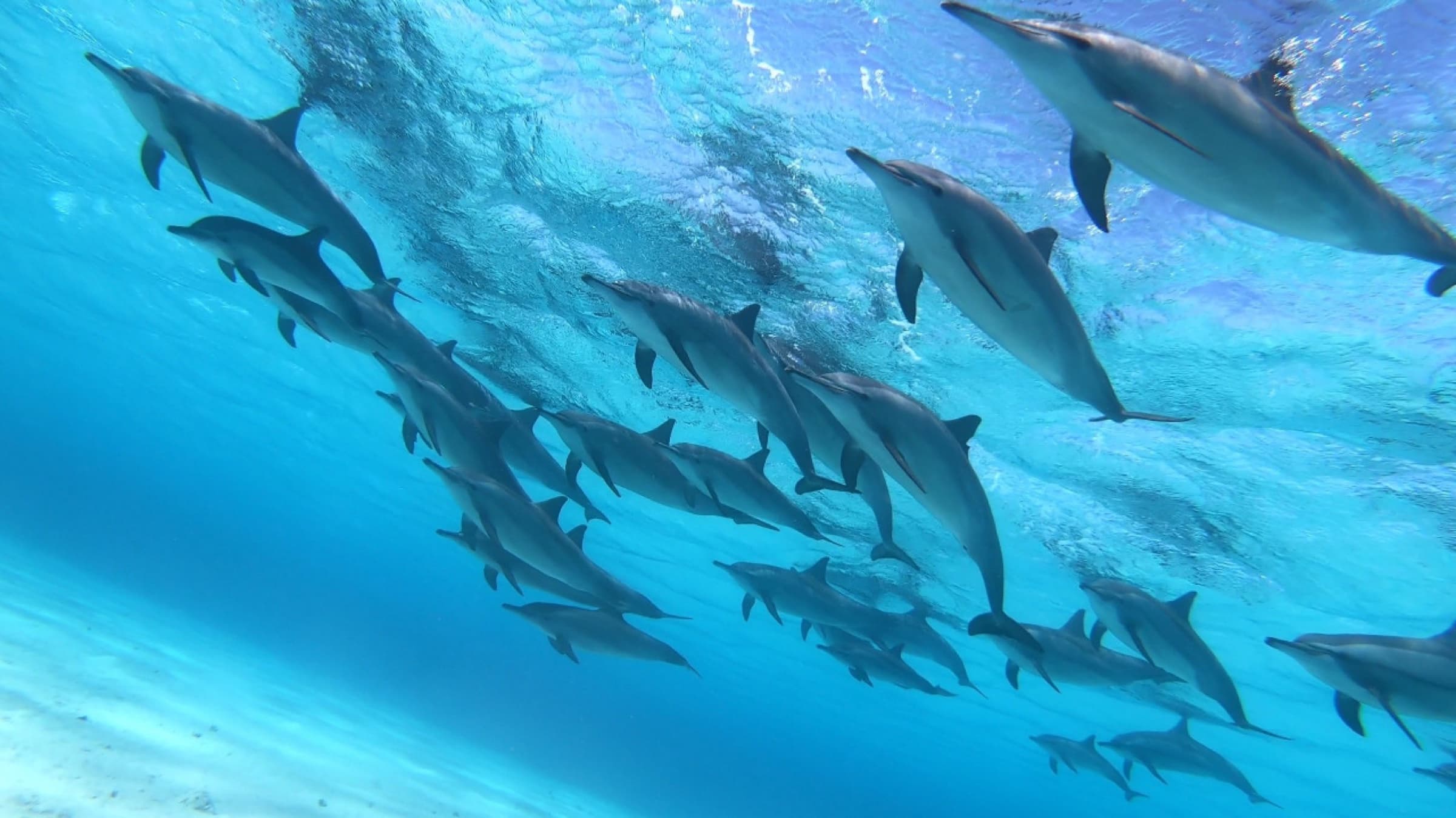 Dolphin House Snorkeling Boat Trip from Hurghada