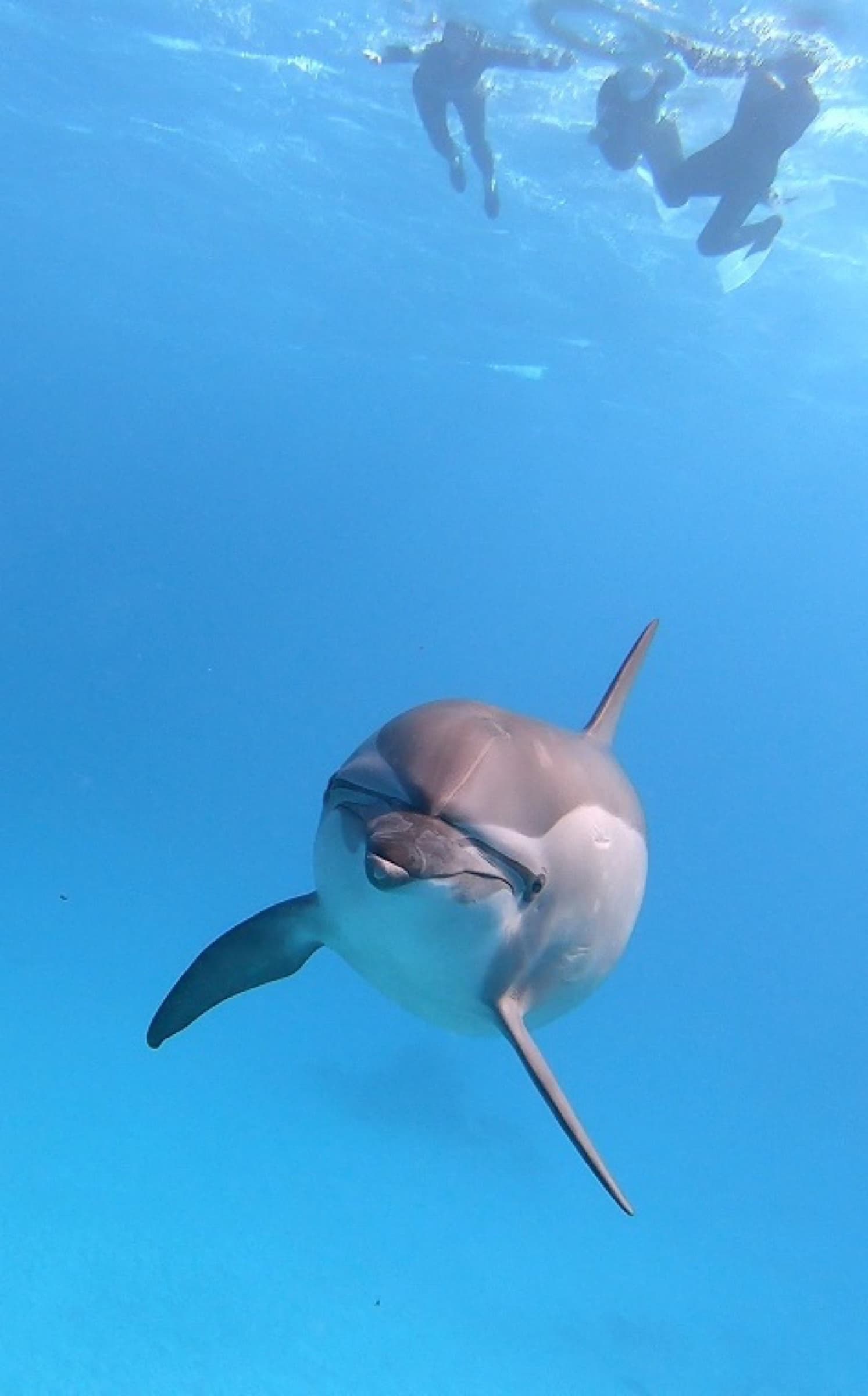 A dolphin swimming toward the camera with snorkellers above
