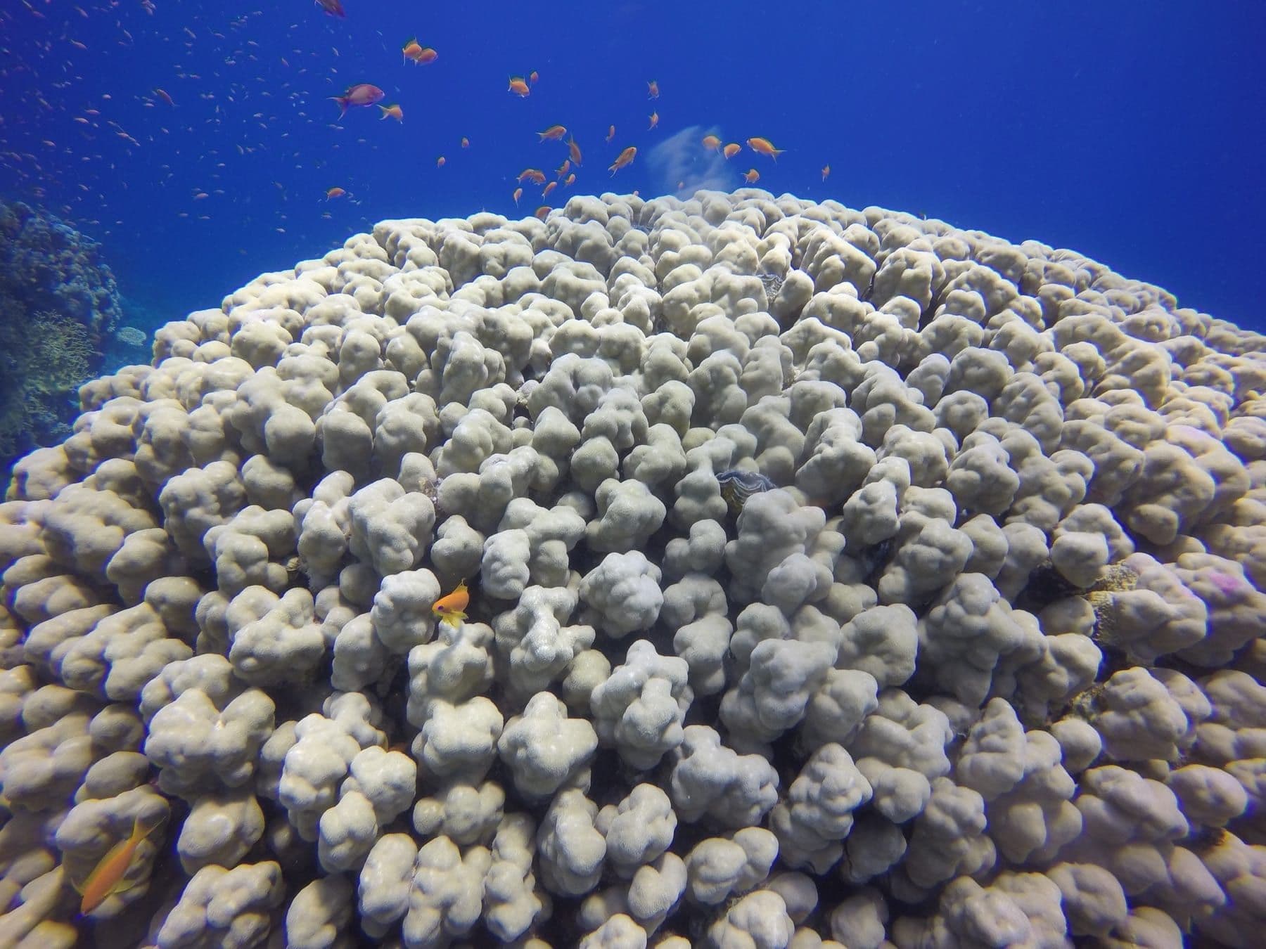 Red Sea coral with small reef fish