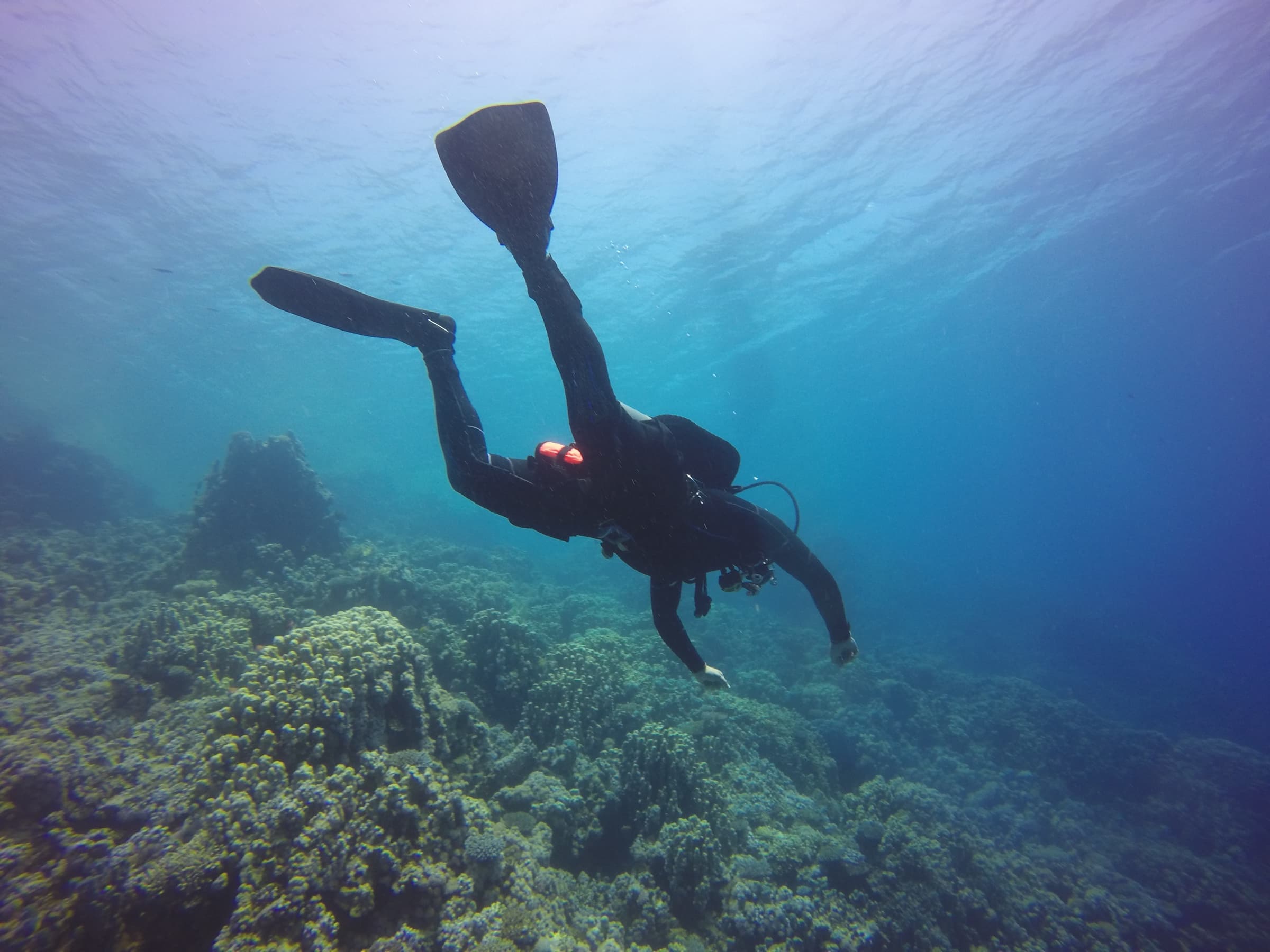 Scuba diver swimming above a coral reef