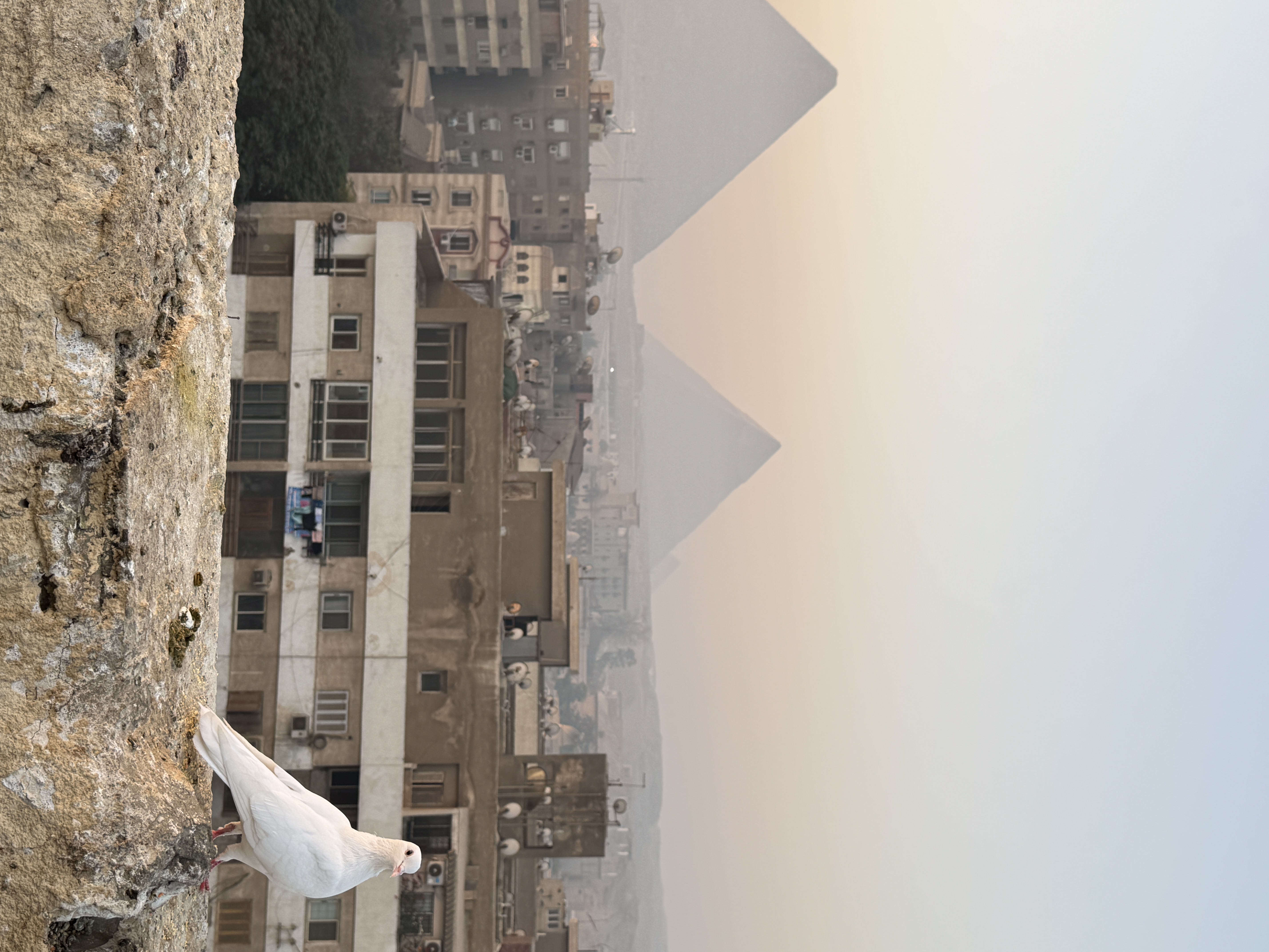 The Giza pyramids rising beyond Cairo rooftops