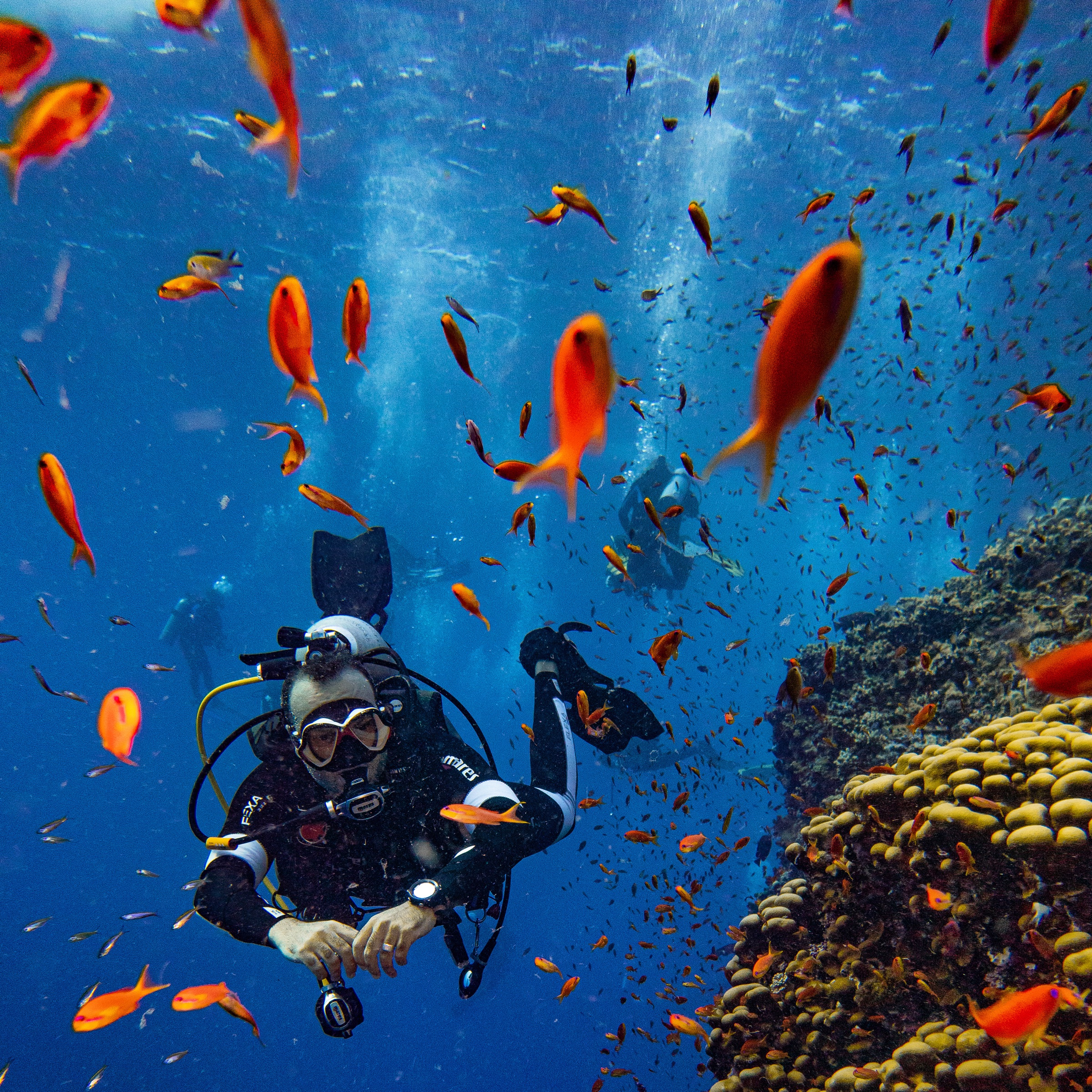 Underwater Red Sea photograph of a scuba diver surrounded by reef fish